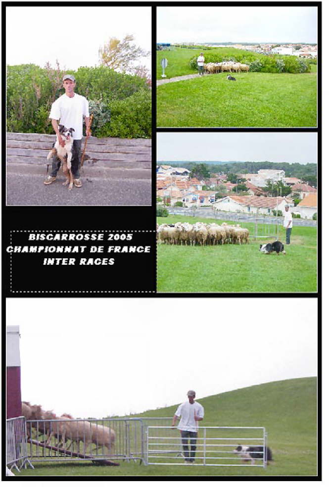Chien Blanc Mirabel Polar