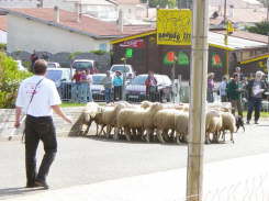 Fair5310
