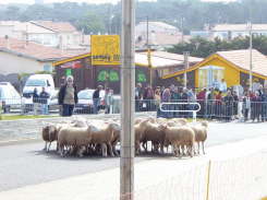 Laha5615