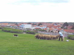 Laup0139