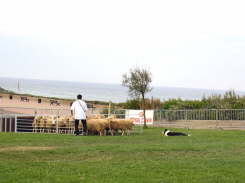 Laup0141