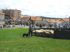 Lavi0043
