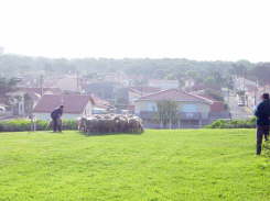 Peri5152