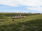 N_Fougere038