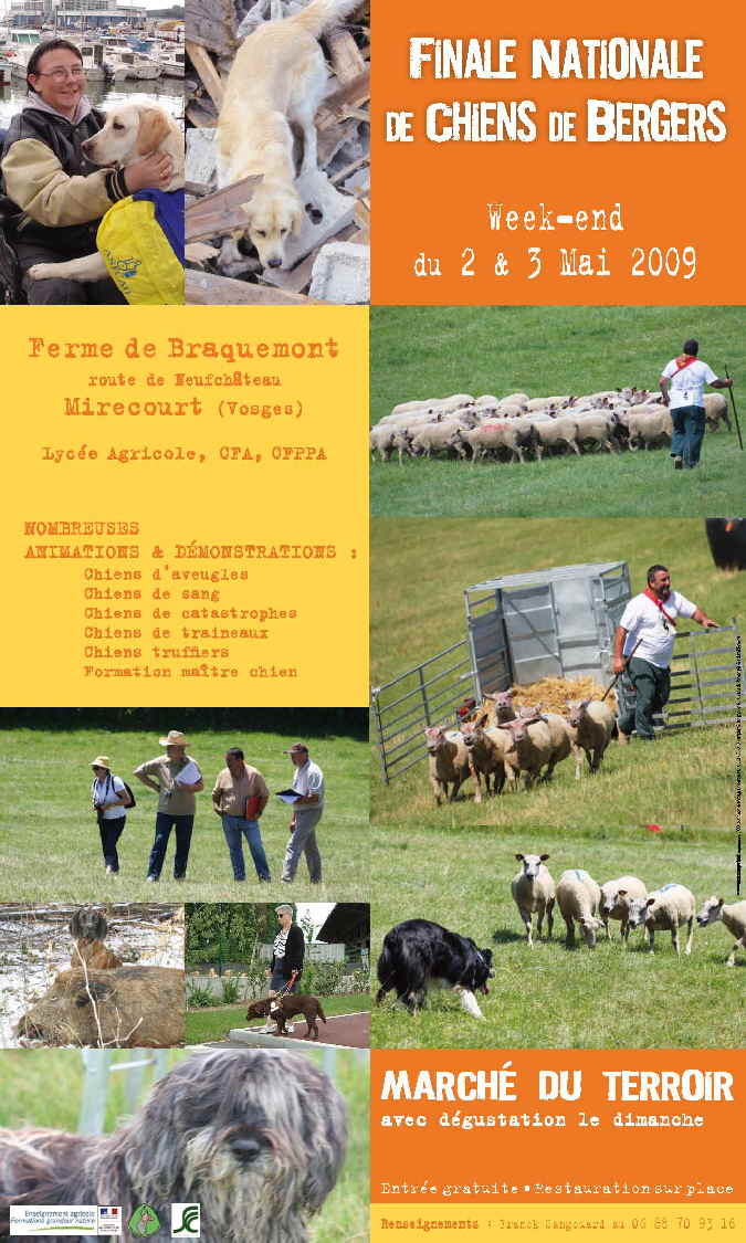 Affiche_30x50_chiens