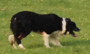 tess2